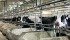 The 146 cows at the University of Alberta’s Dairy Research and Technology Centre are fed individually. Different cows may be fed different rations for research. | Mary MacArthur photo
