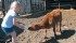 Bottle raising male orphan animals can result in aggression later in the animal’s life. | File photo