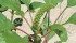 A U.S. study into glyphosate resistance in Palmer amaranth in cotton fields found the weed can quickly cause a complete crop loss. | File photo