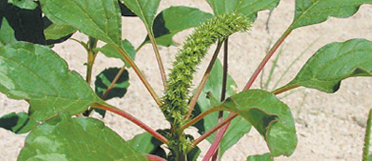 A U.S. study into glyphosate resistance in Palmer amaranth in cotton fields found the weed can quickly cause a complete crop loss.  |  File photo