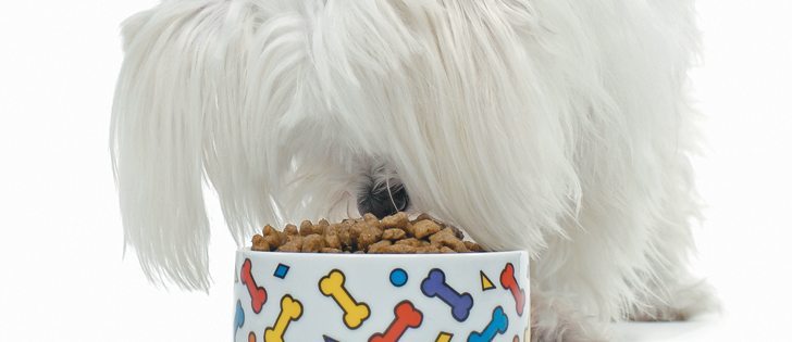 Most of the sales from AGT’s  first production line are going into the pet food sector through an agreement with Cargill.  |  File photo