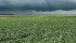 Soybeans rated at reaching maturity at 2325 corn heat units, planted at the end of May in southern Saskatchewan near Corinne, produced a crop in the 30 bushel range. The Brett Young Pekko variety matured at about 120 days. Ratings for all regions of the Prairies require more research and new standards, say agronomists. | Michael Raine photo