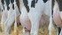 Breeding programs that boost productivity traits such as milk production in dairy cattle, speedier growth or carcass quality in beef cattle or litter size and meat production in swine have economic benefits. A research scientist wonders if those benefits have come at a cost to animal welfare. | File photo