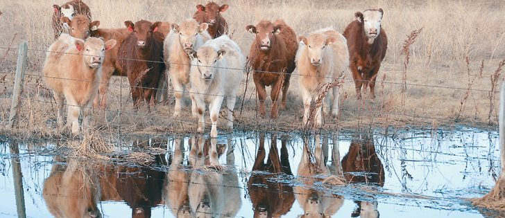 Trichomoniasis can be devastating if an infected bull is introduced to a herd. Producers should have incoming bulls tested before they are bred to heifers. These yearling heifers on the Robert Anderson ranch near Hanna Alta., are healthy and ready for their first summer.  |   Linda Anderson photo