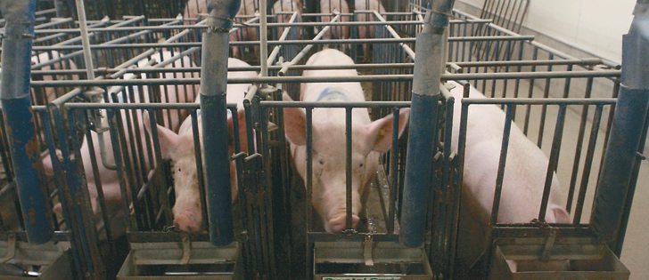 The mortality rate for baby pigs suffering from porcine epidemic diarrhea is almost 100 percent.  |  Mary MacArthur photo
