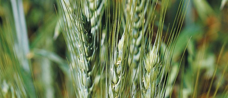 The European Union is expected to be the global leader in wheat exports next year.  | File photo