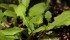 Reduced tillage and continuous cropping have created a nearly ideal environment for dandelions. Michael Raine photo. (date last used May 16, 2013)
Dandelion, blow ball or faceclock, Taraxacum officinale, weed of the week | Mike Raine photo