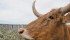 Longhorn cattle come in a variety of colours and horn shapes. Horns may grow in different shapes and directions if subjected to freezing when the animal is young. | Barb Glen photo