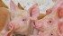 A hog market analyst says hog prices reached the year’s high in March and April and expects them to slowly drop during the summer and fall. | File photo