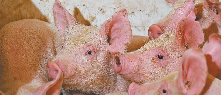 A hog market analyst says hog prices reached the year’s high in March and April and expects them to slowly drop during the summer and fall.  |  File photo