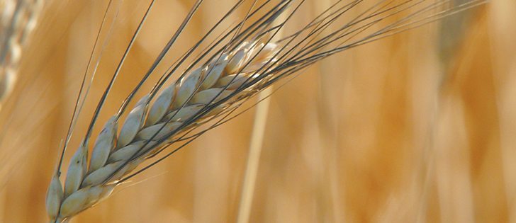 Durum exports in the first eight months of the crop year totalled 3.04 million tonnes. | File photo