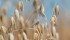 A congested Canadian railway and expensive trucking costs made delivery of oats difficult for western Canadian farmers over the winter. | File photo