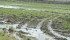 Canada and the U.S. Midwest saw excessive precipitation recently but crops are still expected to be ample. | File photo