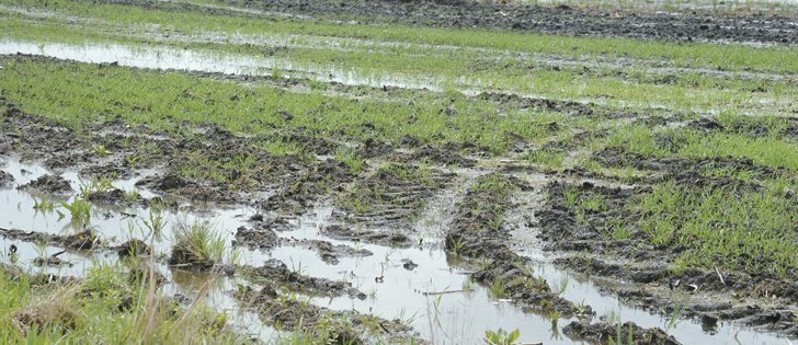 Canada and the U.S. Midwest saw excessive precipitation recently but crops are still expected to be ample.  |  File photo