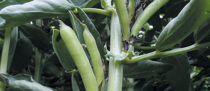 Acreage is expected to rise in Alberta and Saskatchewan but the ground was too wet in Manitoba to get them into the ground before the insurance deadline.  |  File photo
