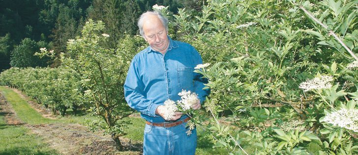 Henning Jensen grows elderberries on his acreage near Yarrow, B.C., selling flowers, berries and bushes.   |  Karen Morrison photo