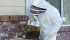 Mark Schmidt, a B.C. Fraser Valley Footprints 4-H Club member, suits up to tend to his beekeeping project at his home at Abbotsford, B.C. He smokes the bees to calm them. | Karen Morrison photo