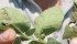 Ground application of fungicides is the most effective way to treat late blight, say officials. | File photo