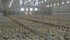 Birds are about 40 grams when they arrive at Greenbelt Farms in Wainwright, Alta., and are sold at 2.35 kilograms. | Mary MacArthur photo