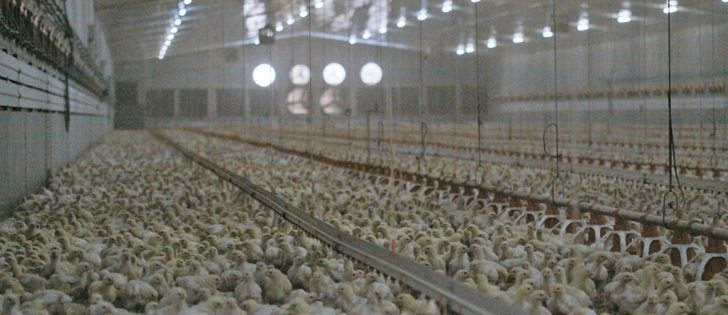 Birds are about 40 grams when they arrive at Greenbelt Farms in Wainwright, Alta., and are sold at 2.35 kilograms.  |  Mary MacArthur photo