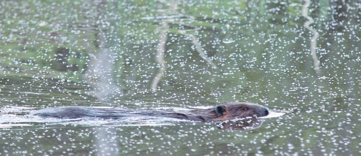 Beaver dams can slow the flow of water and cool it for fish to spawn. Sediment can also reduce the speed of water during a flood.   |  Mary MacArthur photo