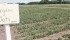 About 75 organic oat plots are grown at the research station in Fort Vermilion, Alta. | Mary MacArthur photo