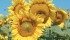 Special crops processor Keystone Grain has downgraded its forecast for sunflower acres in Manitoba this year, but the company’s projection remains well ahead of the 70,000 acres seeded in 2013. | File photo