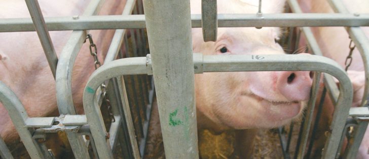 Canada has taken steps to phase out gestation stalls, but the situation in the United States has been described as wide open.  |  File photo