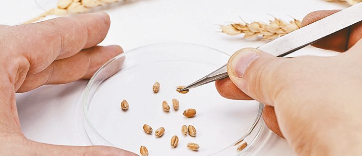 Wheat breeders say they need to start preparing for the future.  |  File photo