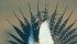 A new protection order is designed to stop the decline of the fledging sage grouse population | File photo