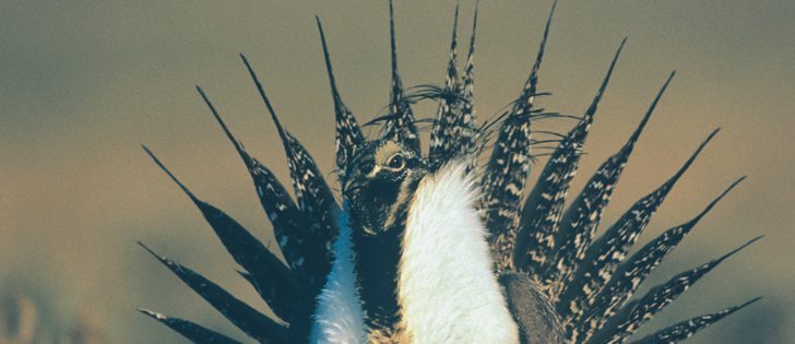 A new protection order is designed to stop the decline of the fledging sage grouse population   |  File photo