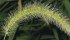 Green foxtail or millet has spread to most prairie fields with reductions in tillage and sporadic field flooding, which has prevented weed control and normal cropping. | Patrick Alexander USDA photo