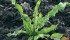 Dock is susceptible to a variety of broadleaf herbicides, but tillage is sometimes necessary. | File photo