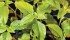 Redroot pigweed thrives in hot conditions and is a prolific seed producer. | File photo