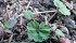 Round-leaved mallow is easily identified by its round, jagged leaves. | Michael Raine photo