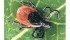 The blacklegged tick is common in Manitoba and British Columbia. | File photo