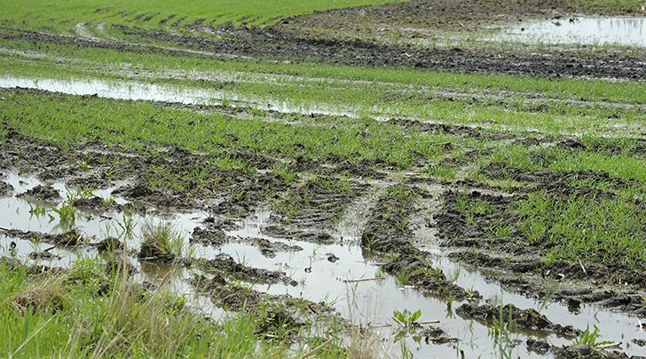 Watch McMillan's Markets for the most important crop and livestock market information of the week. |  William DeKay photo