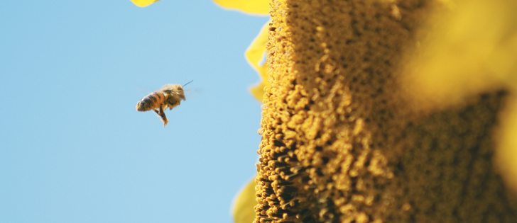 Ontario could become the first jurisdiction in North America to limit neonicotinoid seed treatment use if the province's agriculture minister holds to a statement  issued last week. | File photo