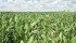 ‘Yield potential is extraordinary, there is no doubt about that,’ says a U.S. market analyst, noting that the corn crop is up to four weeks behind in some areas. | File photo