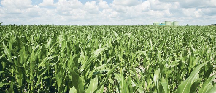 ‘Yield potential is extraordinary, there is no doubt about that,’ says a U.S. market analyst, noting that the corn crop is up to four weeks behind in some areas.  |  File photo