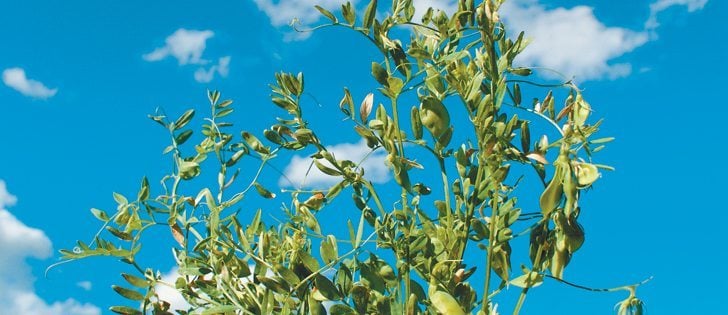 The Canadian Special Crops Association allowed delegates to weigh in on the pulse market outlook at this year’s convention. The informal poll showed they were slightly bearish for yellow peas and red lentils, quite bearish on green peas, extremely bullish on green lentils and largely neutral for kabuli and desi chickpeas. | File photo
