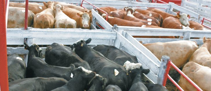 Cattle bought today for fattening will need new record high prices in December to turn a profit.  |  File photo 