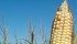The USDA predicts a record-shattering soybean crop and a near record corn crop. The agency added if weather remains conducive to crop growth, that yield forecast could rise. | File photo