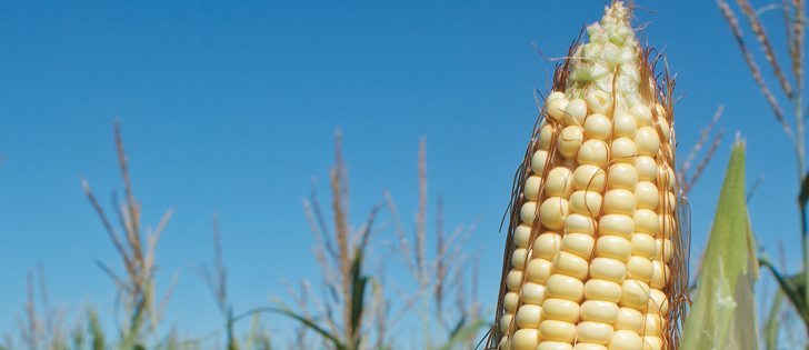 The USDA predicts a record-shattering soybean crop and a near record corn crop. The agency added if weather remains conducive to crop growth, that yield forecast could rise.  |  File photo