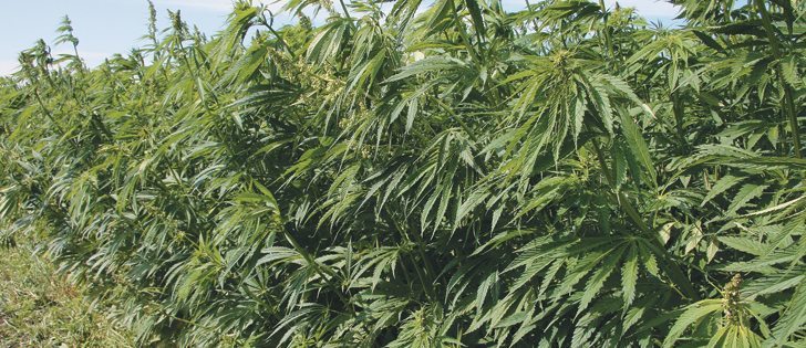 Hemp’s development is similar to where canola was decades ago.  |  File photo