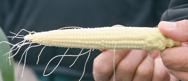 Optimum growing conditions in Alberta this year means corn cobs will boast bountiful kernels in straight lines. | Barb Glen photo