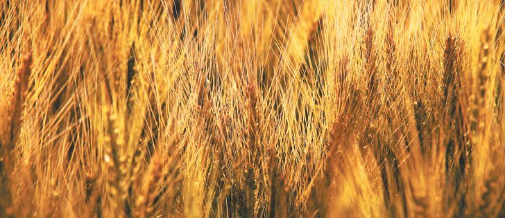 Wheat’s complicated genome has still not been mapped in its entirety, but a newly released chromosome-based draft genome sequence is expected to pay dividends.  |  File photo