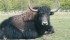 Yaks originated in northern China and Tibet and have been domesticated for more than 4,000 years. | Marie Hale/Flickr photo
