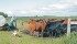 Bruce Anderson closes gates to contain some errant cattle at Anderson Cattle Co. near Swan River, Man. The farm uses herding dogs and horses to do chores each day. | Karen Morrison photo
