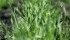 Recent research shows early fungicide applications are not economically beneficial and can even lead to downgrading of crop. | File photo